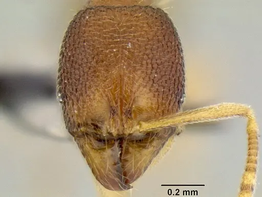 Stenamma excisum - CASENT0126243