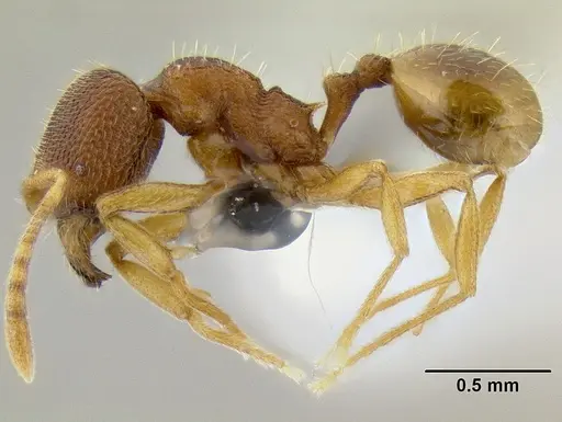 Stenamma excisum - CASENT0126243