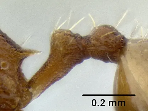 Stenamma excisum - CASENT0126243