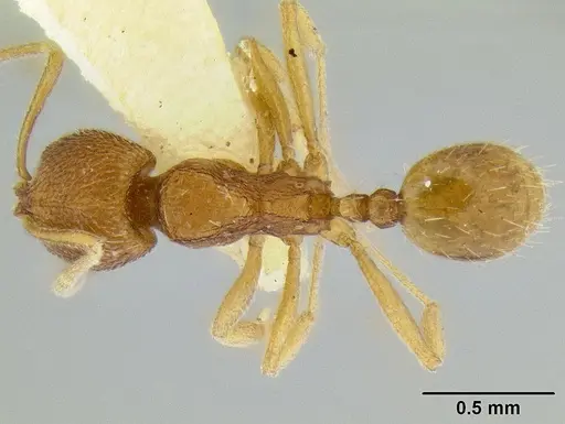 Stenamma excisum - CASENT0126244