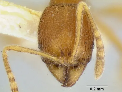 Stenamma excisum - CASENT0126244