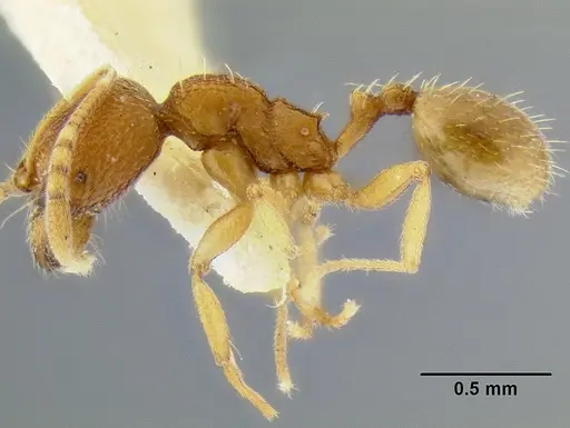 Stenamma excisum - CASENT0126244