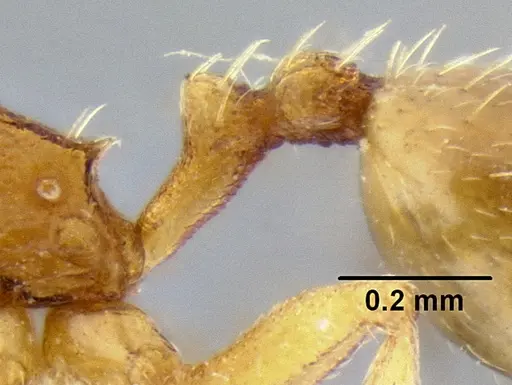 Stenamma excisum - CASENT0126244