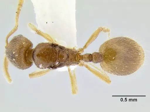 Stenamma excisum - CASENT0194037