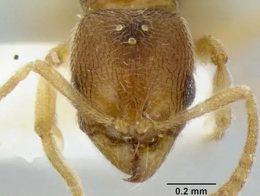 Stenamma excisum - CASENT0194037