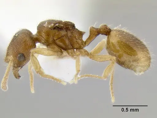 Stenamma excisum - CASENT0194037