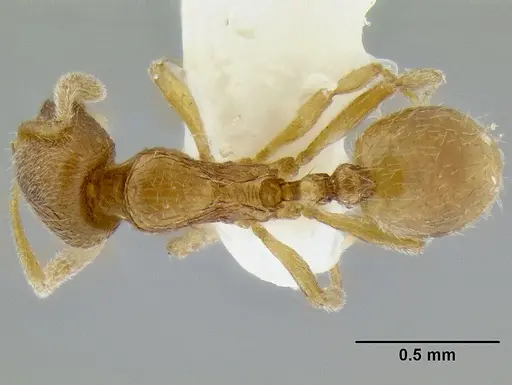 Stenamma excisum - CASENT0194039