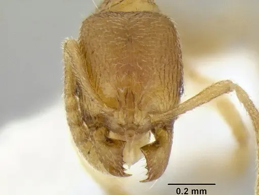 Stenamma excisum - CASENT0194039