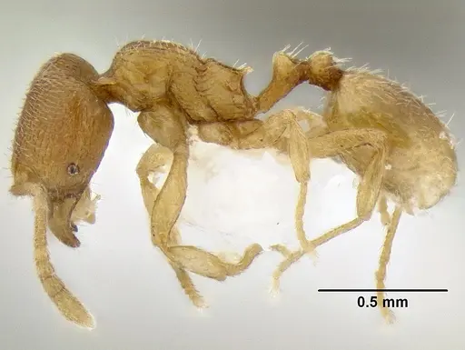 Stenamma excisum - CASENT0194039