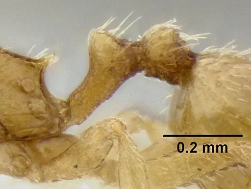 Stenamma excisum - CASENT0194039