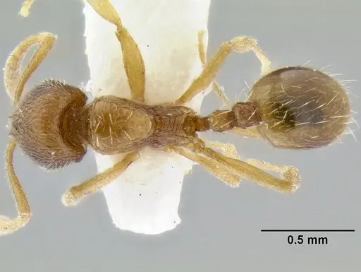 Stenamma excisum - CASENT0194045