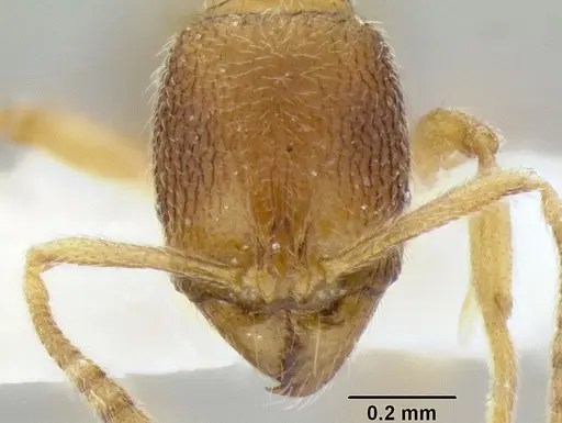 Stenamma excisum - CASENT0194045