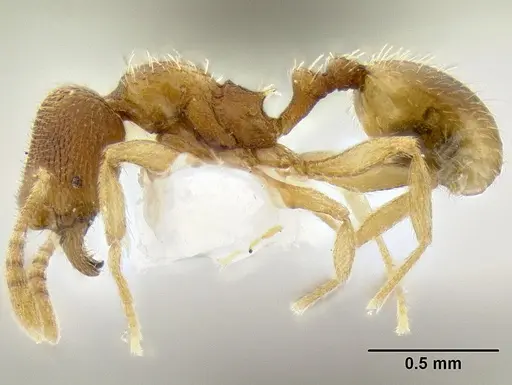 Stenamma excisum - CASENT0194045