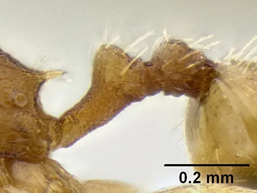 Stenamma excisum - CASENT0194045