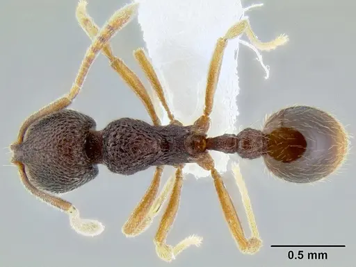 Stenamma excisum - CASENT0605441