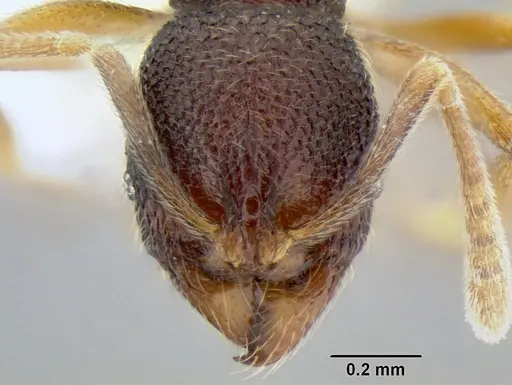 Stenamma excisum - CASENT0605441