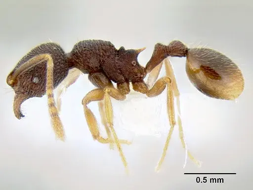 Stenamma excisum - CASENT0605441