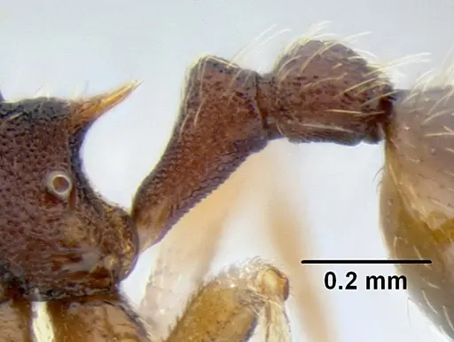 Stenamma excisum - CASENT0605441