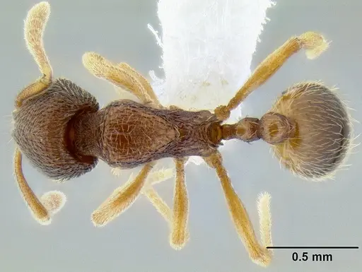 Stenamma excisum - CASENT0605500