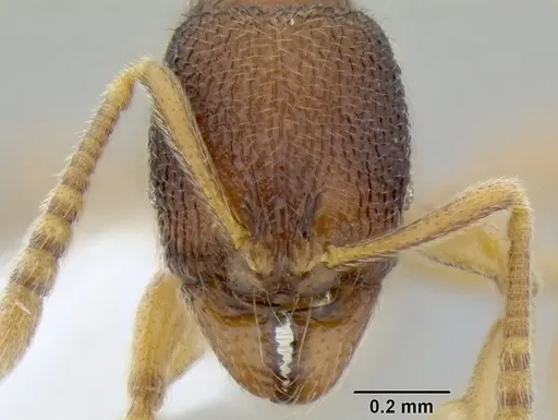 Stenamma excisum - CASENT0605500