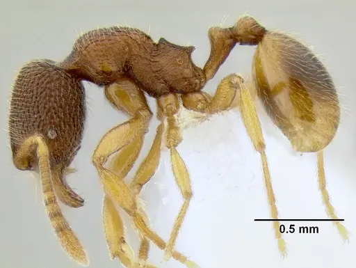 Stenamma excisum - CASENT0605500