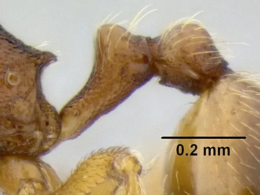 Stenamma excisum - CASENT0605500