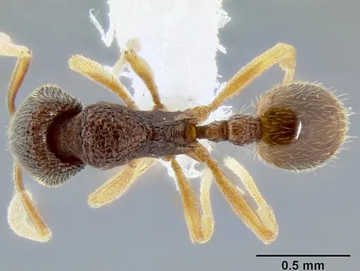 Stenamma excisum - CASENT0605563