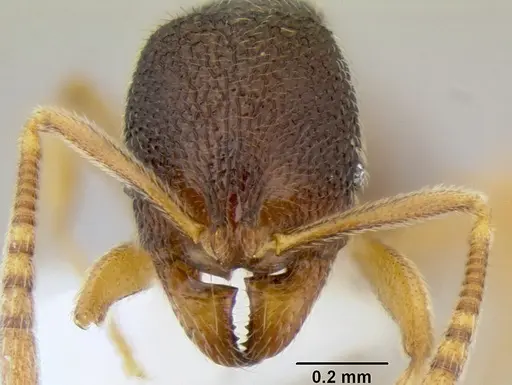 Stenamma excisum - CASENT0605563