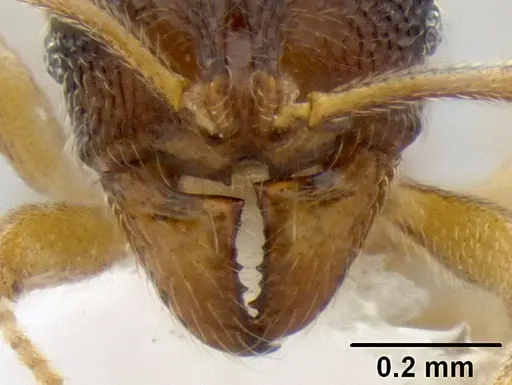 Stenamma excisum - CASENT0605563