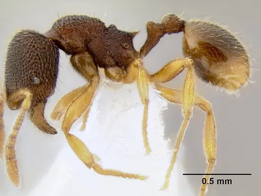 Stenamma excisum - CASENT0605563