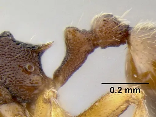 Stenamma excisum - CASENT0605563