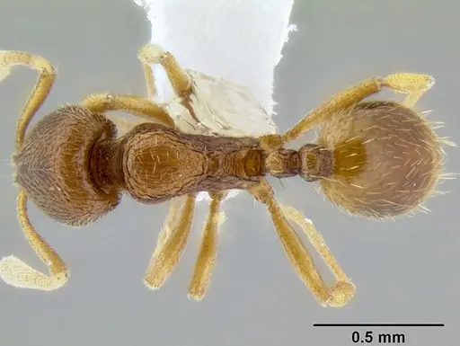 Stenamma excisum - CASENT0605734