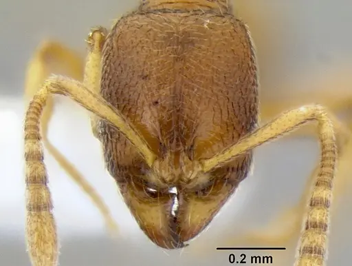 Stenamma excisum - CASENT0605734