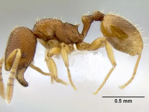 Stenamma excisum - CASENT0605734