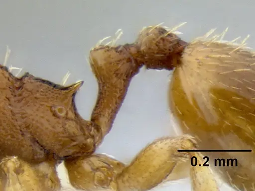 Stenamma excisum - CASENT0605734