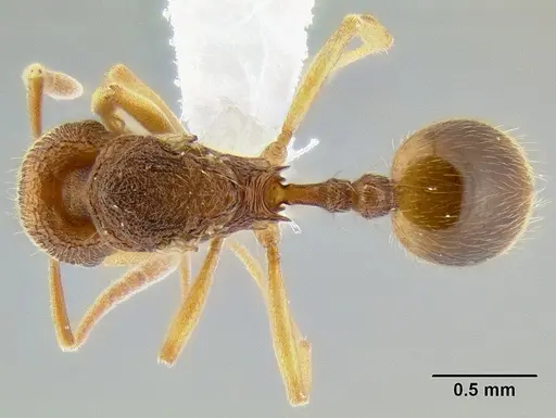 Stenamma excisum - CASENT0621799