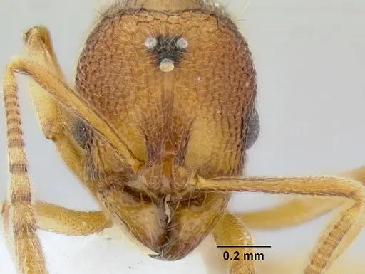 Stenamma excisum - CASENT0621799