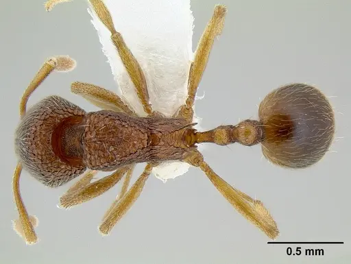 Stenamma excisum - CASENT0621834