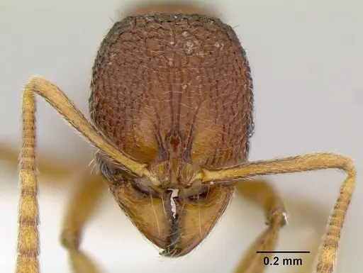 Stenamma excisum - CASENT0621834