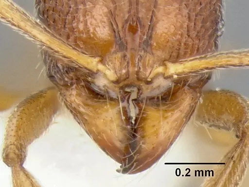 Stenamma excisum - CASENT0621834