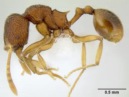 Stenamma excisum - CASENT0621834