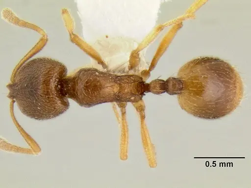 Stenamma excisum - CASENT0622434