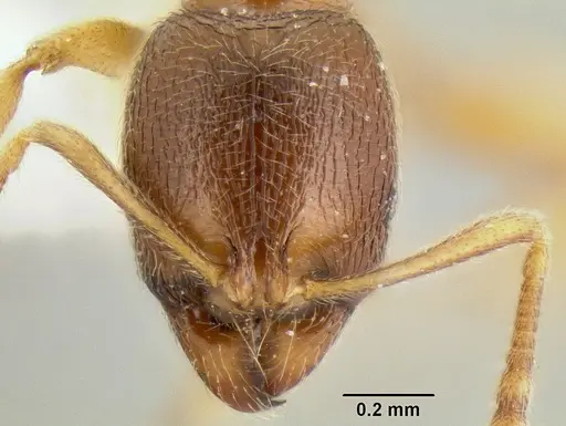 Stenamma excisum - CASENT0622434