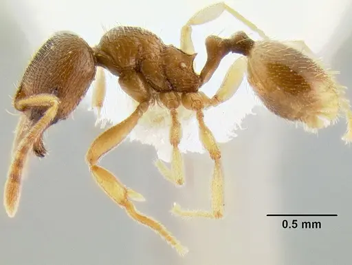 Stenamma excisum - CASENT0622434