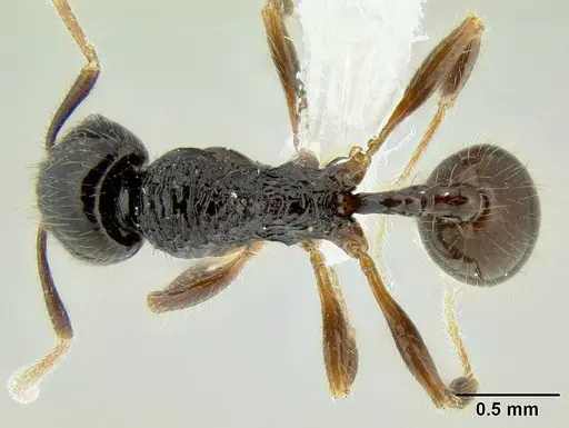 Stenamma expolitico specimen