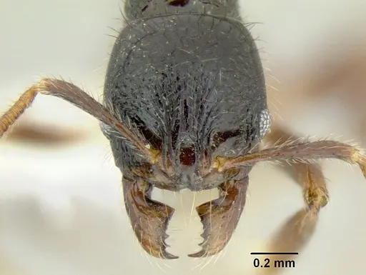 Stenamma expolitico specimen