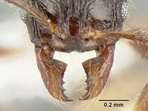 Stenamma expolitico specimen