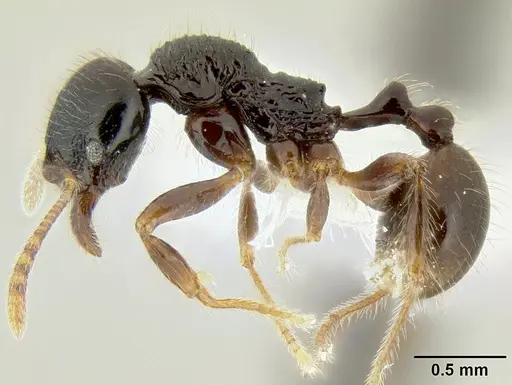 Stenamma expolitico - INBIOCRI001282473