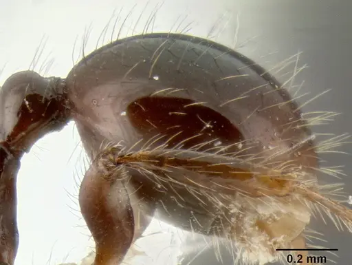 Stenamma expolitico - INBIOCRI001282473