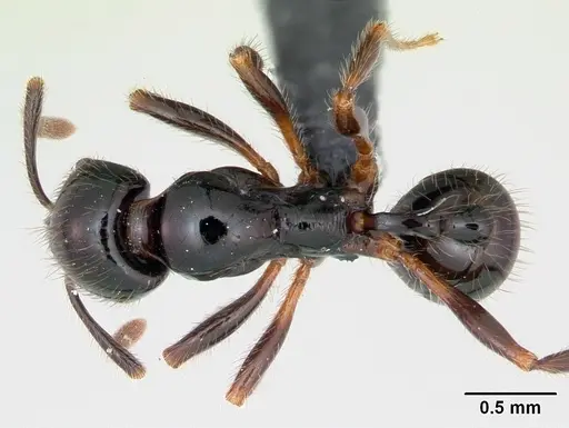 Stenamma expolitum specimen